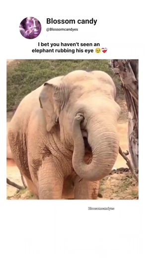 I bet you haven't seen an elephant rubbing his eye 🥹❤️‍🩹