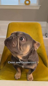 Squeaky clean ✨ | Kash.d.frenchie