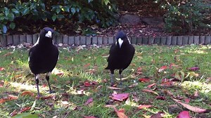 1.9K views · 192 reactions | These cheeky Australian magpies have...