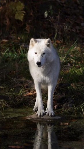 Amazing Wolf Facts That Will Blow Your Mind! 🐺