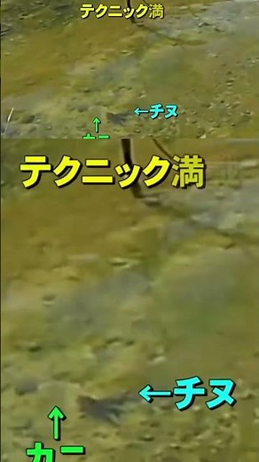 見えチヌ釣り(習性７)チヌを狙ってカニを打って喰うまでの動きから釣り方を解説【前打ち／ヘチ釣り／落と込み／河川／カニ／チヌ／クロダイ／サイトフィッシング】