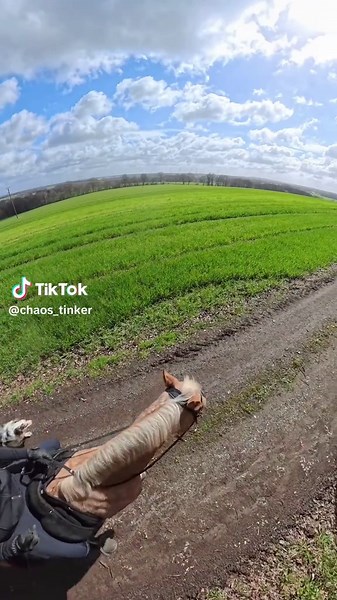 Man bekommt so lustige Videos raus mit der insta360. 😂😂 #ausritt #reiten #insta360 #tinker #palomino