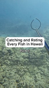 4.2K views · 48 reactions | Catching and rating every fish in Hawaii part 1 (Humuhumu-ele-ele) #catchandcook #cooking #hawaii #spearfishing #oahu #triggerfish #seafood #fishing #islandcatchandcook | Islandcatchandcook | Facebook