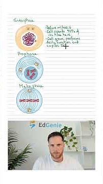 A level biology MUST KNOW topic! Stages of mitosis #biology #alevels #mitosis