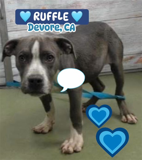 47 reactions · 12 shares | 冀  RUFFLE   - ID #A831665 (available...