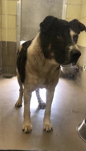 5.9K views · 114 reactions | EUTHANIZED Dec 9: now on euth list per...