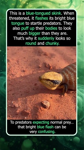 This Lizard Suddenly Looks So Fat And Flashes a Blue Tongue