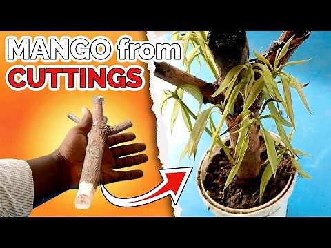 How to Grow MANGO TREE from CUTTINGS