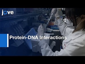 Biotin Labelled Biochemical Assays to Study Protein-DNA Interactions | Protocol Preview