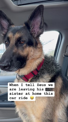 German shepherd LOVES car ride #germanshepherd #germanshepherdpuppy #germanshepherdsofinstagram #germanshepherdpuppies #germanshepherdlove #gsd #gsdofinstagram #gsdlife #reelsviral #reelsfb #reelsinstagram | Zeus Woods