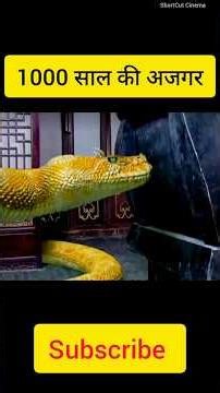 1000 Year Old Python 🐍 | Brutality for Treasure 😱 #shorts