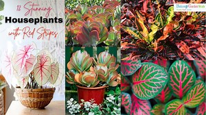 Red stripe perfection: 12 houseplants to brighten your home