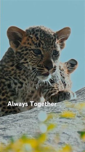 Leopard Cubs | Discover the Wild 🐆