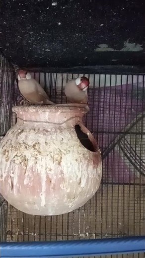 Fawn Java pair breeder pair