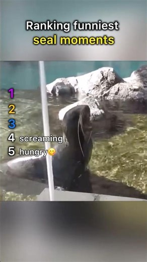 Top 5 Funniest Seal Moments 🦭😂 | Cute & Funny Animal Compilation