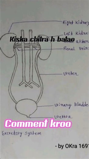 Excretory System Diagram #ExcretorySystem#HumanExcretorySystem#BiologyDiagram#KidneyDiagram#BiologyC