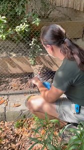 12M views · 245K reactions | We sure do have some keepers here. Next time you visit us, be sure to thank our animal care staff for all their hard work and dedication! 﫶 #NationalZooKeeperWeek | Audubon Zoo | Facebook