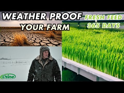 Turnkey Fodder Solution: Lyine's Compact 40ft Hydroponic Container Tour