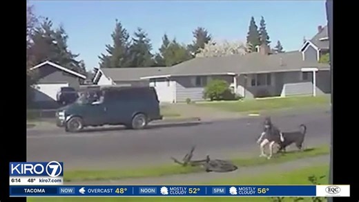 Dog surrendered after attacking child on bike | Haystack News