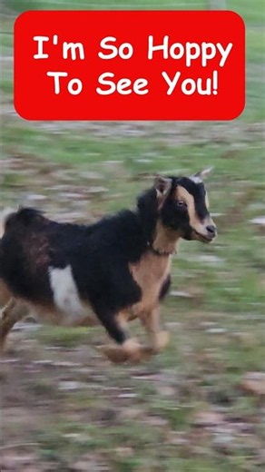 Little Jack Jack a Nigerian dwarf goat is so hoppy to us!