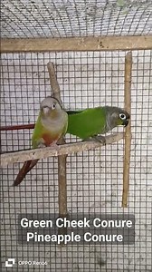 Conure Pair | Green Cheek Conure Pineapple Conure