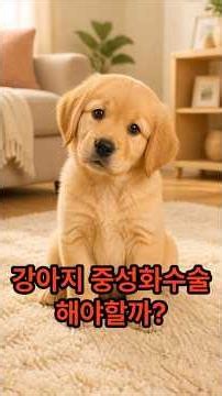 강아지 중성화수술 해야하나요? 안해야하나요?#강아지중성화수술#강아지중성화 #반려견중성화#강아지건강 #강아지정보 #강아지상식#초보견주#반려견관리#강아지키우기 #강아지쇼츠 #유튜브쇼츠