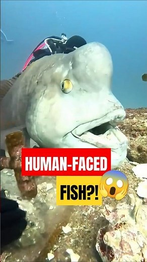 Napoleon Fish: The Human-Faced Sea Giant! 🐟🤯