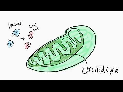 Intro to Metabolic Pathways