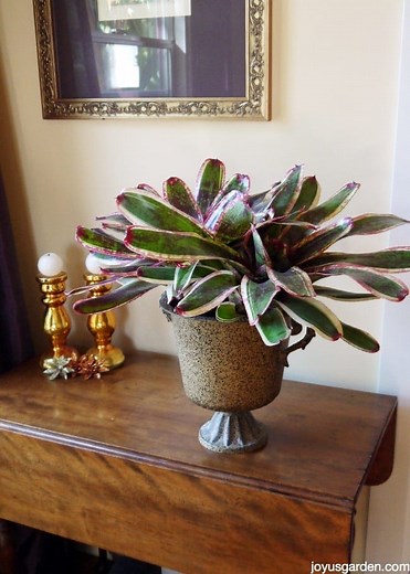 Bromeliad Care: How to Successfully Grow Bromeliads Indoors