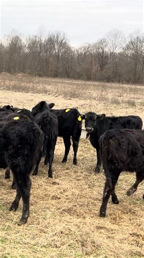 BEEFED UP! #cattle #farming #stocker #angus #beef #fyp #subscribe #like