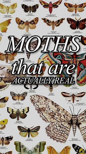 Jallomoth 🫟 | Moths that are ACTUALLY REAL and that I didn’t make up … but one ! | Instagram
