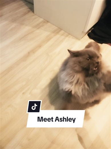 Frequent Cat Grooming Rejections Explained