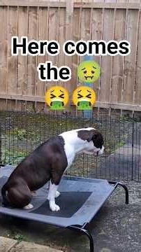 puke incoming - #dog #dogs #dogshorts