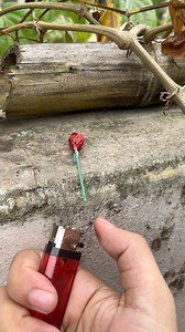 1.1K views | Firecrackers experiment 3 #experiment #diy #faceebookreels #rocket #idea #knowledge #tecnology #shareideas #reelschallenge #entertainment #firecrakers #trandingreels #simpleexperiment #crafts #shares #homedecor @sorotan | Oppenheimer Jr. | Facebook