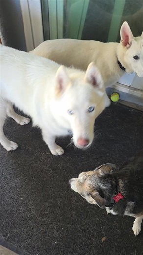 All the 🐶 pups 🐶 are getting their nails trimmed it's awesome our Vet comes on her day off to the house and does it free of charge. She has helped us in rescuing Sable and our newest the Great Dane Apollo #dogdazeinn #dogrescue #DogFostering #dogboarding #whitegermanshepherd #husky #germanshepherd #blacklab #sarasota | Jeff Morris