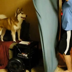 This is the What The Fluff Challenge. 🐶 | Insider Animal Lovers