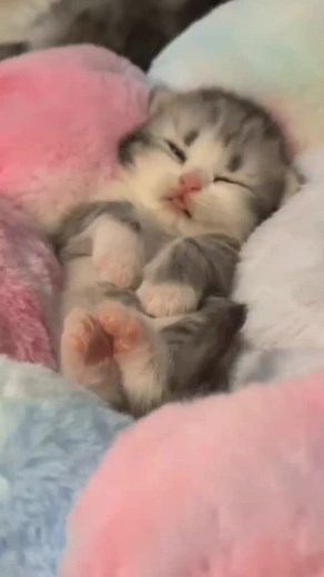 Adorable Kitty Babies Compilation - Cute and Playful Kittens