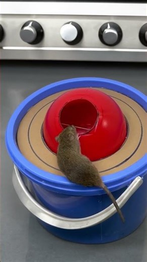A basic trap designed to catch mice