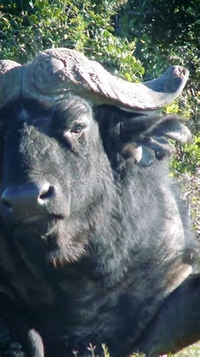 Old Cape Buffalo enjoying the sun #wildlife