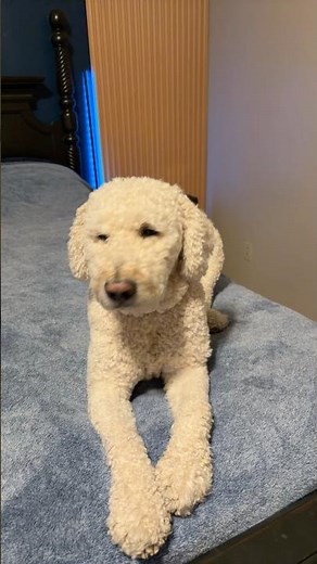 Testing TikTok's Bed to Fridge Challenge!