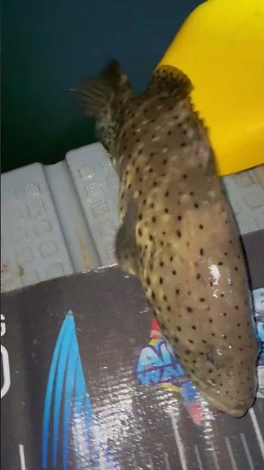 Creek predator in Queensland. Juvenile Estuary Cod (Epinephelus coioides)