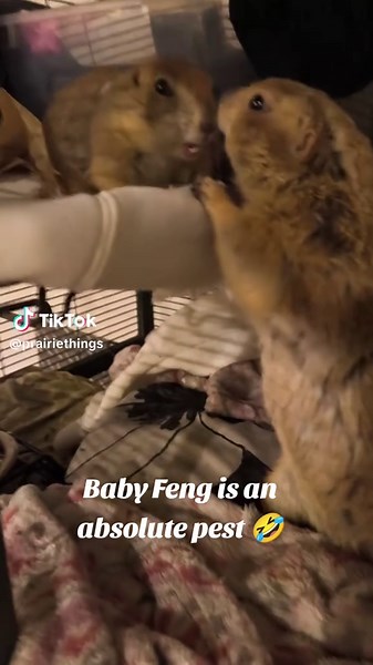 The little guy is an absolute pest to poor Ming 🤣 #prairiethings #fyp #prairiedog #petsoftiktok #Love