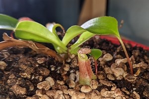 Pitcher Plant Soil Guide: Recipes, Composition, and Shops – Venus Flytrap World