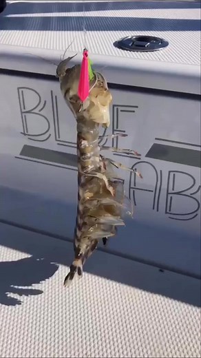 What's the weirdest you've caught? 🤔 #bluegabe #cook #catch | BlueGabe