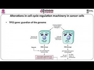 Cell cycle regulation and Cancer
