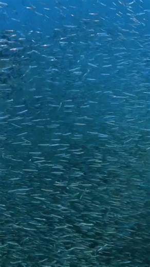 4K views · 90 reactions | Did you know 25% of all marine life relies on coral reefs? These ecosystems provide shelter, food, and balance for countless species. At Coral Restoration Foundation™, we’re working every day to rebuild these vital habitats. : Alex Neufeld and Chelsea Co for Coral Restoration Foundation™ #CoralRestoration #OceanConservation #CommunityImpact #ReefResilience | Coral Restoration Foundation | Facebook