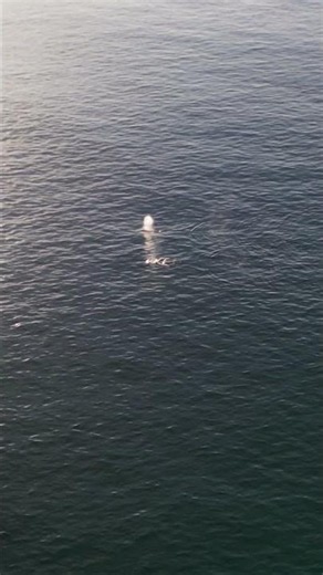Gray Whales Migrating 11