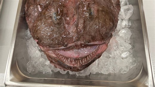 These fish look like Jabba the Hutt. Now, RI kids are eating monkfish at school.