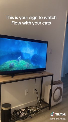 Watch Flow with Your Cats