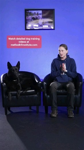When should you start training your new dog? Watch our detailed dog trainingining videos at methodk9institute.com | Method K9
